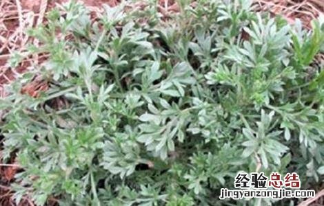 白蒿的种植技术视频 白蒿的种植技术