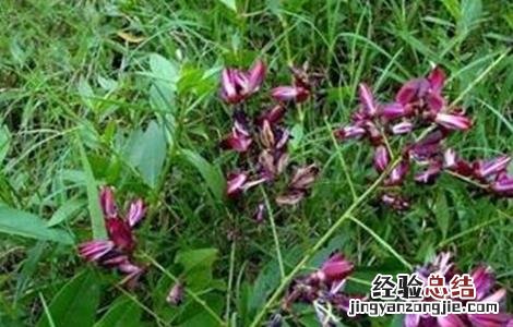鸡血藤的种植技术 鸡血藤能种植吗?