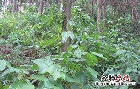鸡血藤的种植技术 鸡血藤能种植吗?