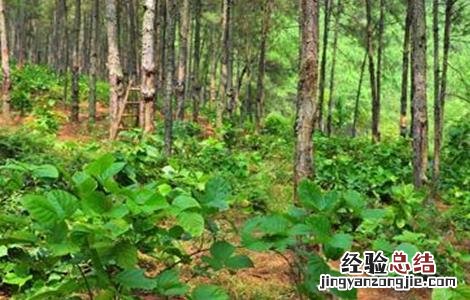 鸡血藤的种植技术 鸡血藤能种植吗?
