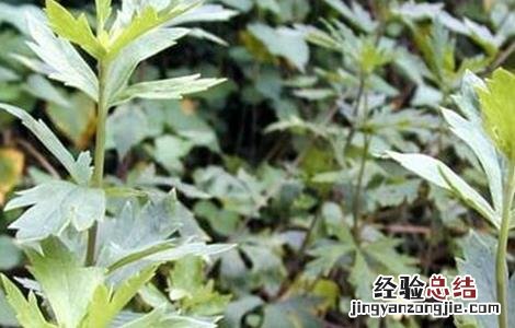 附子的种植要求有哪些 附子的种植要求