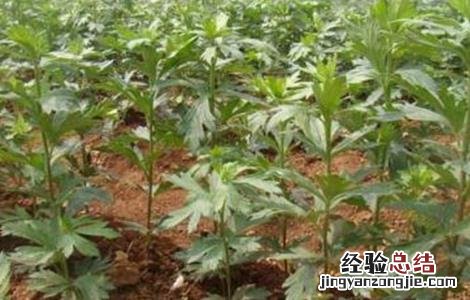 附子的种植要求有哪些 附子的种植要求