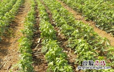 附子的种植要求有哪些 附子的种植要求