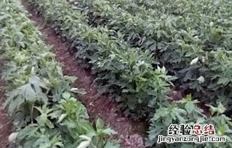 附子的种植要求有哪些 附子的种植要求