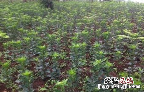 附子的种植要求有哪些 附子的种植要求