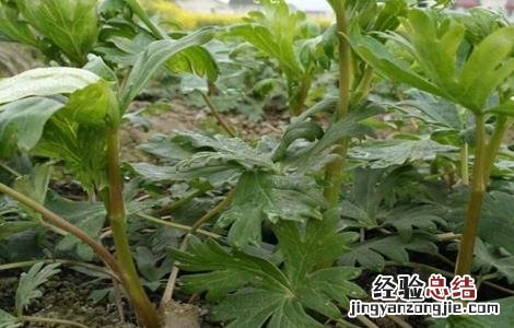附子的病虫害防治方法是 附子的病虫害防治方法