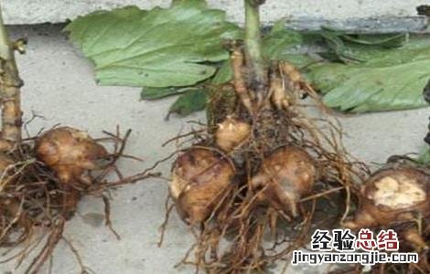 附子的病虫害防治方法是 附子的病虫害防治方法