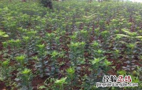 附子的病虫害防治方法是 附子的病虫害防治方法