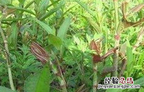 虎杖的种植技术视频 虎杖的种植技术