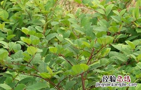虎杖的种植技术视频 虎杖的种植技术