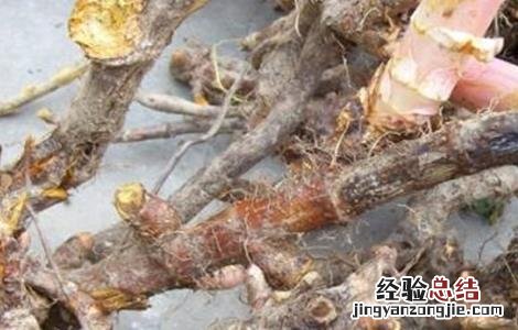 虎杖的种植技术视频 虎杖的种植技术