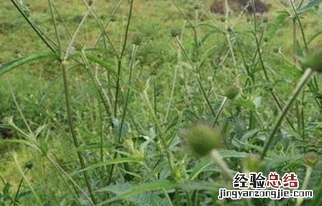 续断的种植技术 续断种植技术与栽培管理