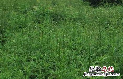 续断的种植技术 续断种植技术与栽培管理
