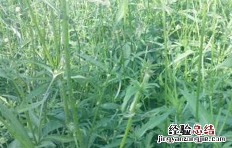 续断的种植技术 续断种植技术与栽培管理