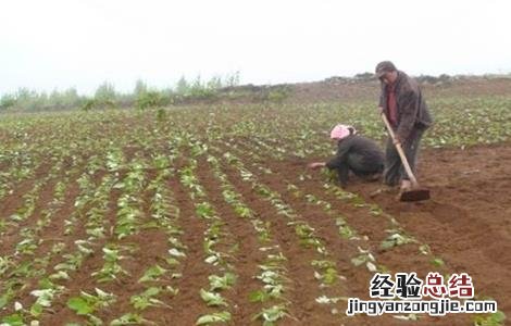 续断的种植技术 续断种植技术与栽培管理