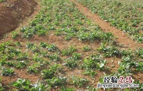 续断的种植技术 续断种植技术与栽培管理