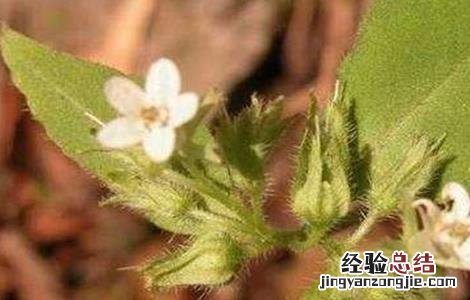 紫草的病虫害防治方法 紫草的病虫害防治方法有哪些