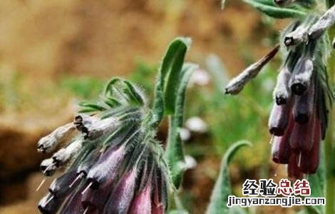 紫草的病虫害防治方法 紫草的病虫害防治方法有哪些