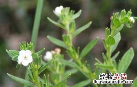 紫草的病虫害防治方法 紫草的病虫害防治方法有哪些