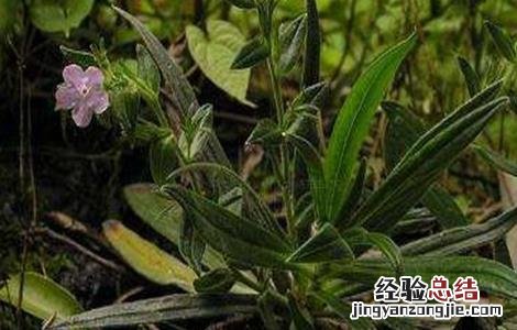 紫草的病虫害防治方法 紫草的病虫害防治方法有哪些