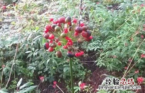 珠子参的种植技术和管理 珠子参的种植技术