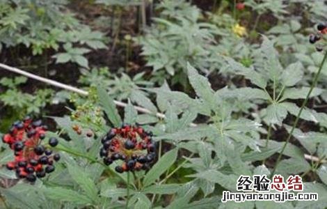 珠子参的种植技术和管理 珠子参的种植技术