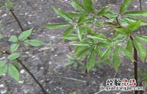 珠子参的种植技术和管理 珠子参的种植技术