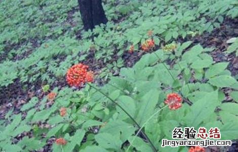 珠子参的种植技术和管理 珠子参的种植技术