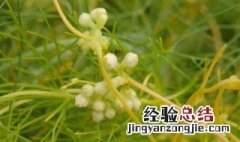 菟丝子怎么读 中药菟丝子怎么读