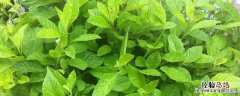 板蓝根种植前景，附板蓝根的栽培效益