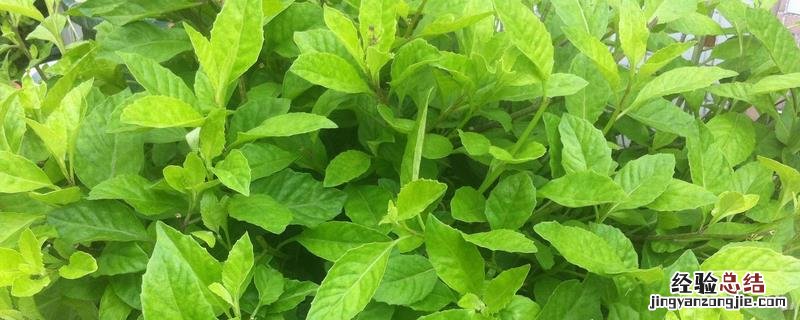 板蓝根种植前景，附板蓝根的栽培效益
