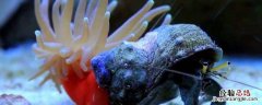 海葵和寄居蟹的关系是寄生吗 海葵和寄居蟹的关系