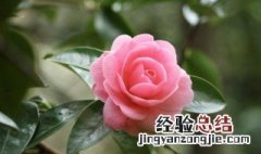花园英语怎么读 花英语怎么读