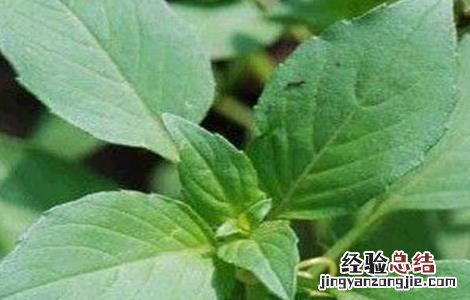 荆芥常见病害的防治方法有哪些 荆芥常见病害的防治方法