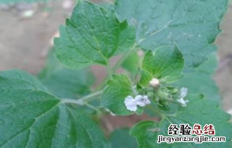 荆芥常见病害的防治方法有哪些 荆芥常见病害的防治方法