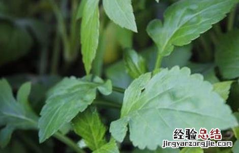 荆芥常见病害的防治方法有哪些 荆芥常见病害的防治方法