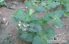 荆芥常见病害的防治方法有哪些 荆芥常见病害的防治方法