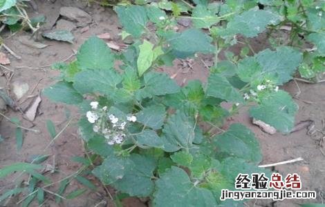 荆芥常见病害的防治方法有哪些 荆芥常见病害的防治方法