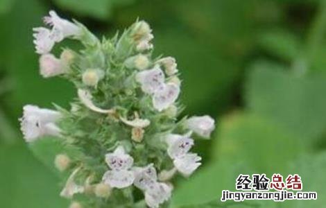 荆芥常见病害的防治方法有哪些 荆芥常见病害的防治方法