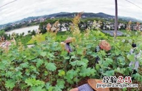 博落回的种植方法 博落回的种植技术
