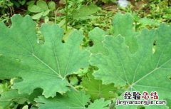 博落回的种植方法 博落回的种植技术