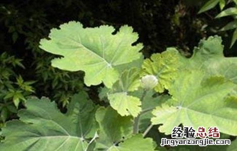 博落回的种植方法 博落回的种植技术