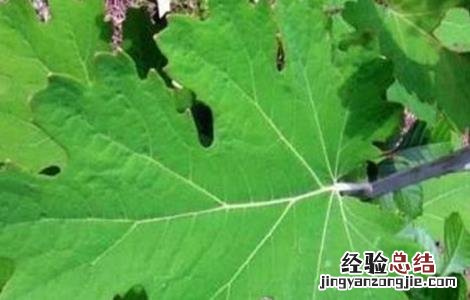 博落回的种植方法 博落回的种植技术