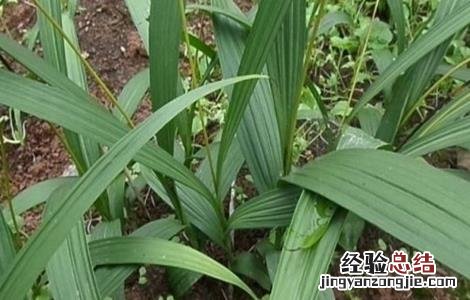 干姜的种植技术 干姜的种植技术视频