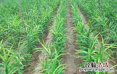 干姜的种植技术 干姜的种植技术视频