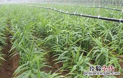 干姜的种植技术 干姜的种植技术视频