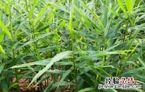 干姜的种植技术 干姜的种植技术视频