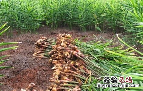 干姜的种植技术 干姜的种植技术视频