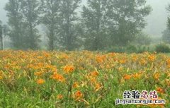射干的种植注意事项 射干怎么种植技术