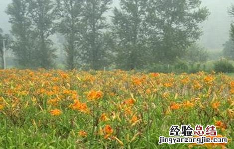射干的种植注意事项 射干怎么种植技术